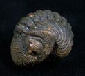 Very Detailed Enrolled Barrandeops (Phacops) Trilobite #4742-1
